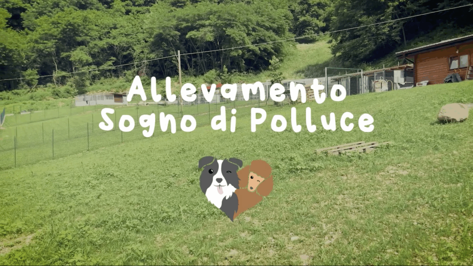 Video allevamento sogno di Polluce Thumbnail